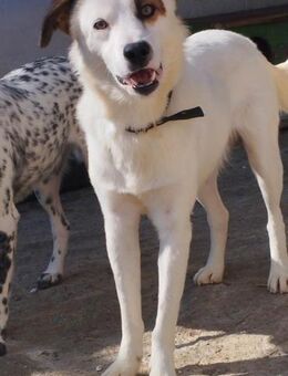 Leo - einfach ein toller Hund - Alfeld (Leine)