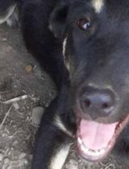 Fritzi mit den Knopfaugen 🐾 - Elsdorf (Nordrhein-Westfalen)