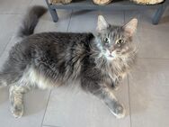 Maine Coon Katzen in liebevolle Hände abzugeben - Nalbach