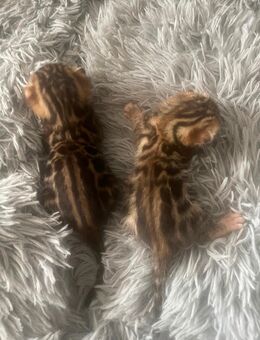 Bengal Katze - Merzenich