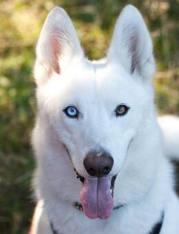 Kira hat noch Hoffnung gesehen zu werden - Chemnitz