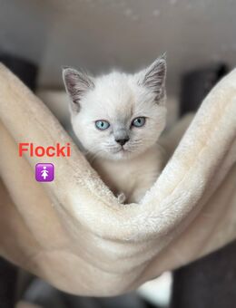 BKH Kitten Blue & Blue Point - liebevoll aufgezogen - Abgabe ab Ende November - Müden (Aller)