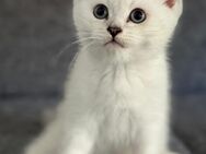 BKH Kitten mit Traum-Augen & einzigartigem Look zu vergeben - Trossingen