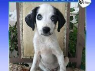 🥰 SNOOPY 🥰 - SCHAU MIR IN DIE AUGEN! - Alfeld (Leine)