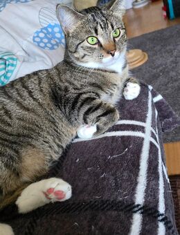 Kater zum Abgeben - Gera