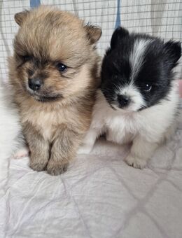Pomeranian zwergspitz - Duisburg