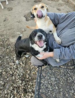 Cupcake-Wasserratte sucht Gleichgesinnte - Großefehn