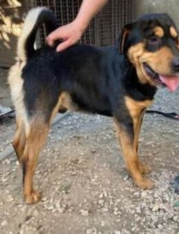 Sharpi ❤️ Schutzgebühr 500 Euro - Burgsinn