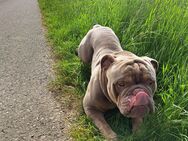 Old english bulldog - Elchingen