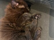 3 Junge Baby Maine Coon mix - Saarlouis