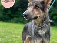 ALFA sucht ihre Herzmenschen ❤️ - Saarbrücken