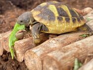 5 NZ griechische Landschildkröten aus 2024 - Hösbach