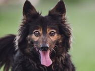 Stella - liebt uns Menschen sehr - Lohmar
