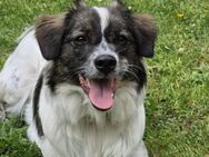 Zuhause gesucht für Rosa - München