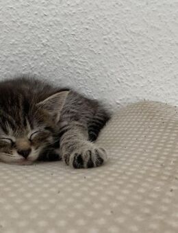 Katzen Mama mit ihren 4 Kitten abzugeben - Ludwigshafen (Rhein)
