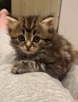 BKH/BLH kitten suchen ein Zuhause - Edewecht