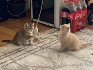 Britisch Kurzhaar kitten - Hamm