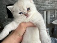 BKH Britisch Kurzhaar Kitten Katze weiß pointed grau mit Blauen Augen - Iserlohn