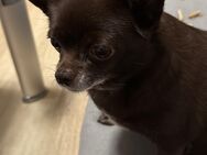 Chihuahua - Rostock Lichtenhagen