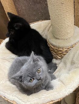 BKH Kitten - Rösrath