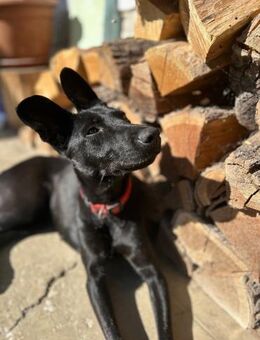 Zara, entspannte Mischlingshündin geb. 2 - Remagen