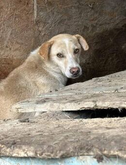 Samuel - der Distanzierte 🐾 - Elsdorf (Nordrhein-Westfalen)