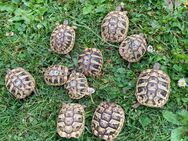 Griechische Landschildkröten, NZ 2023, testudo hermanni - Eichenzell