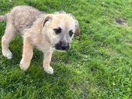 Süße Schäferhund Mix welpin sucht noch ein schönes Zuhause - Genthin