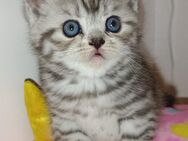 Baby Katze KBH - Wuppertal