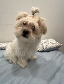Bichon frise havaneser mix Weibchen in 71229
