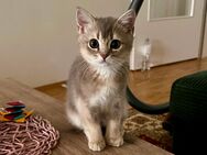Bkh Kitten - Hamburg