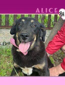 💜 ALICE 💜 - HAST DU MICH LIEB? - Alfeld (Leine)