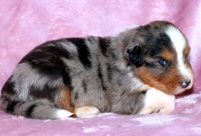 Australian Shepherd Welpen aus erstklassigen Showlinien