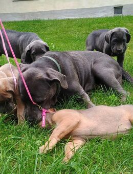 Cane Corso Welpen geboren am 02.07.2025 suchen ein liebevolles Zuhause - Hartenstein (Sachsen)