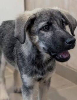 Bezaubernder, lieber Welpe Glennie - Kallmünz