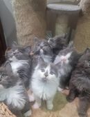 Maincoon Reinrassig XXL Kitten in 66903
