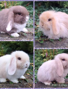 Mini Lop Zwergwidder Minilop Zwergkaninchen Kaninchen Hase - Flieden