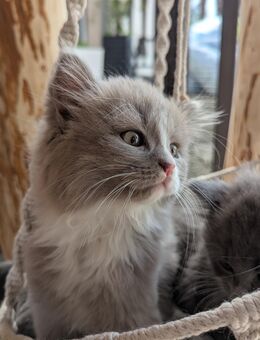Britisch Langhaar kitten / blh,bkh - Chemnitz