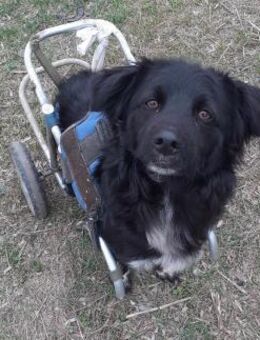 AUREL FLAICU - träumt von einem Zuhause - Konstanz