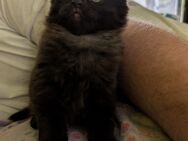 Katze und Kater suchen ein Zuhause - Wadern
