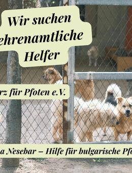 Ehrenamtliche Hilfe – z.B.Sachspende, Pflegestelle Hund und Katze - Duisburg