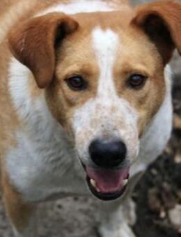 Liam ist ein sanfter, toller Hund! - Karben