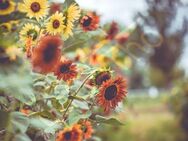 Mehrfarbige Sonnenblume Selma Samen gelb orange rot Sonnenblumen Sonnenblumensamen Bienenfreundlich bunte mehrfarbige große Blüten für Garten und wildflower Balkon Geschenk flower present SWR Vatertag - Pfedelbach