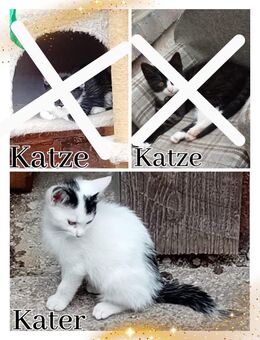 Katzenbabys - Weinbergen