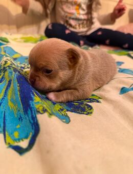 Chihuahua Welpen(reinrassig und typ voll)außergewöhnlich hübsch,Armani(Rüde) - Schriesheim