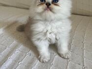 BKH Kitten - München