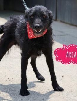 Arca ein einziges Mädchen - Flörsheim-Dalsheim