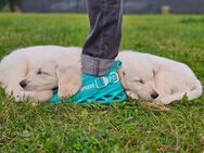 GoldenRetriever - Berger Blanc Suisse Welpen - Sirksfelde