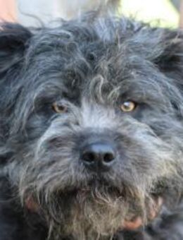 Pira - aufgewecktes Wuschelmädchen - Lohra