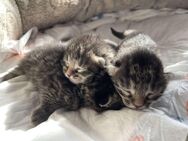 Zuckersüße Perser Mix Kitten - Augsburg